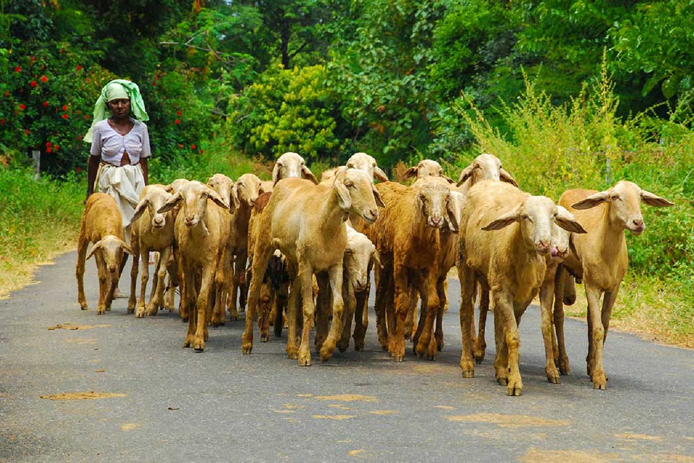 inde-en-liberte-inde-avec-mathew