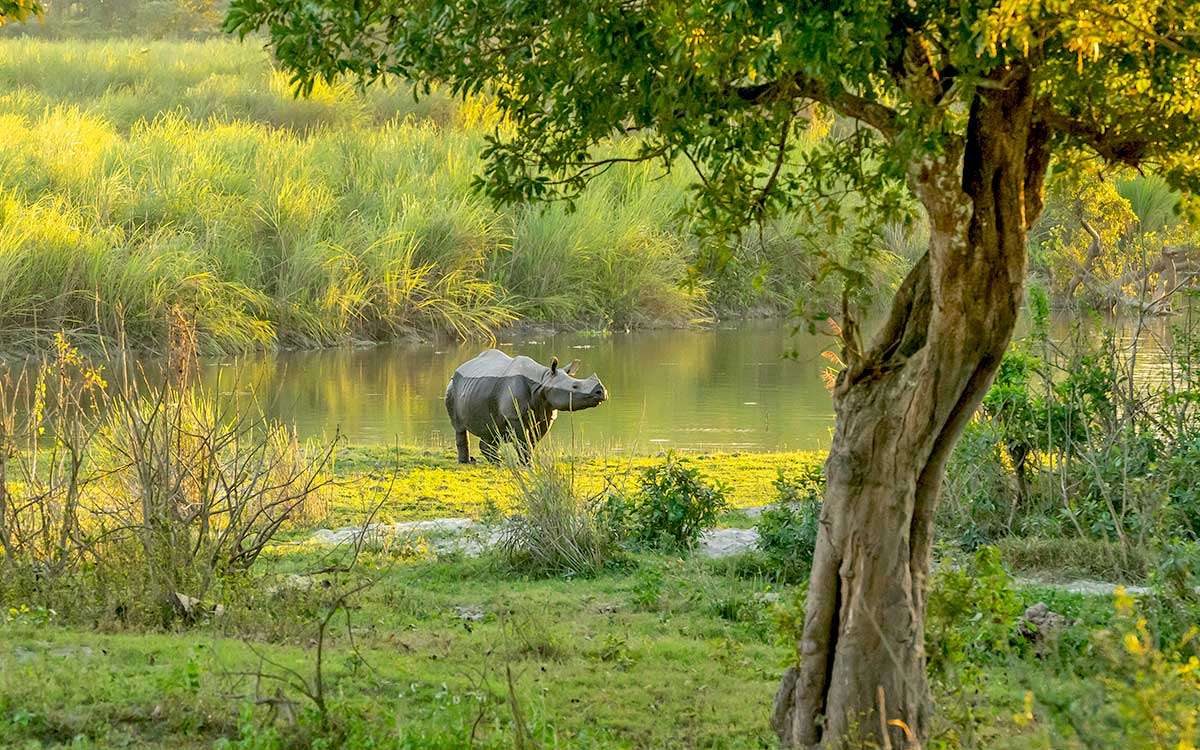 Monastères & Rhinocéros en Assam et Meghalaya (1)