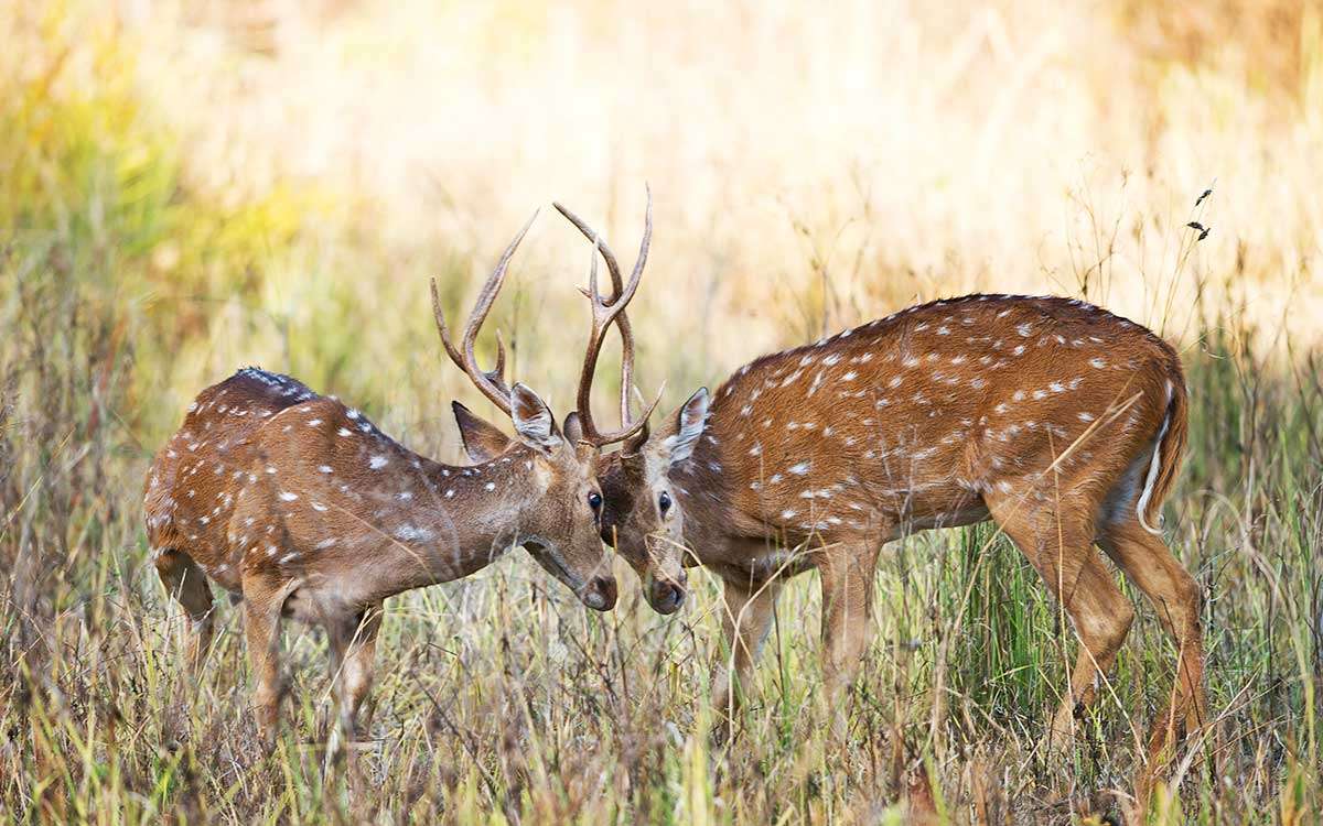 Safari Madhya Pradesh (1)