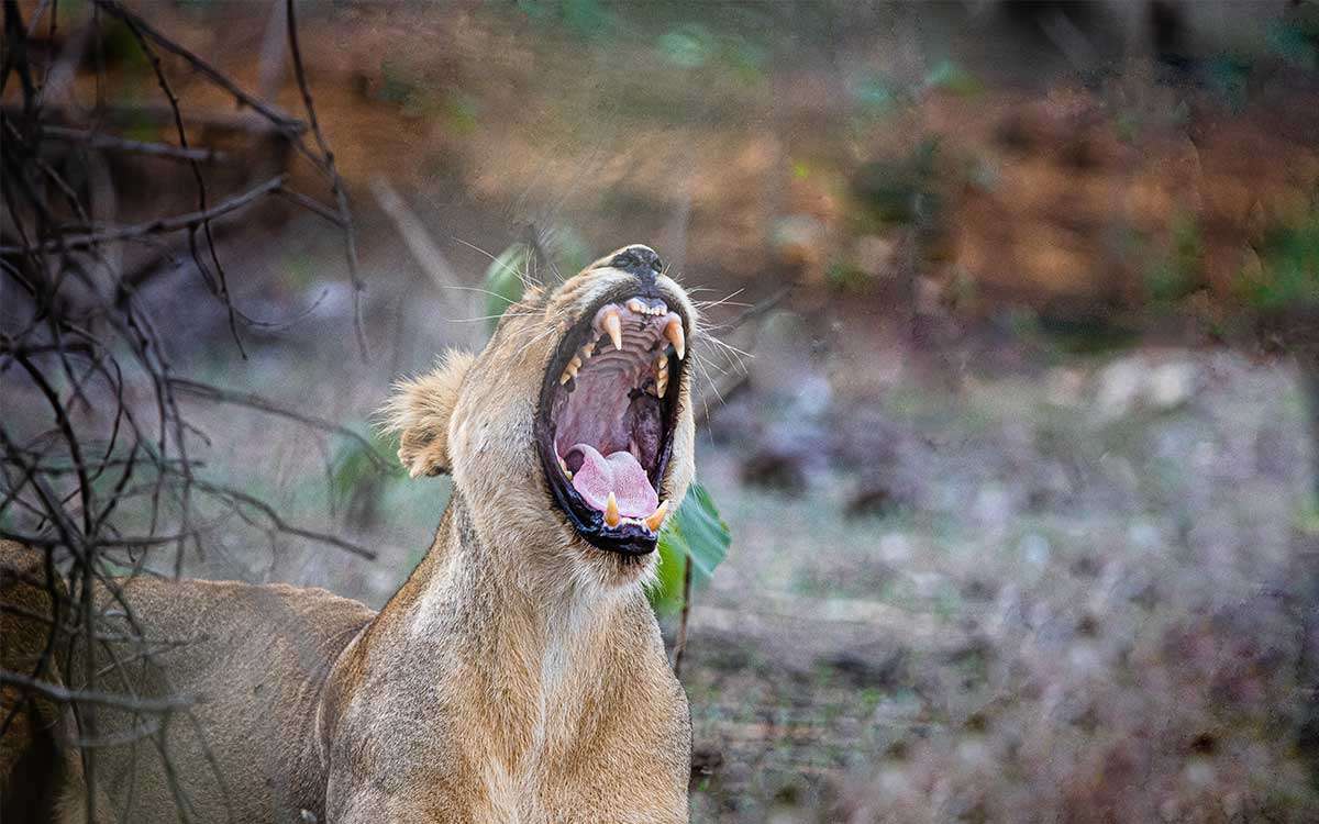 Safaris-des-3-felins-Inde-du-Nord-et-de-lOuest.jpg