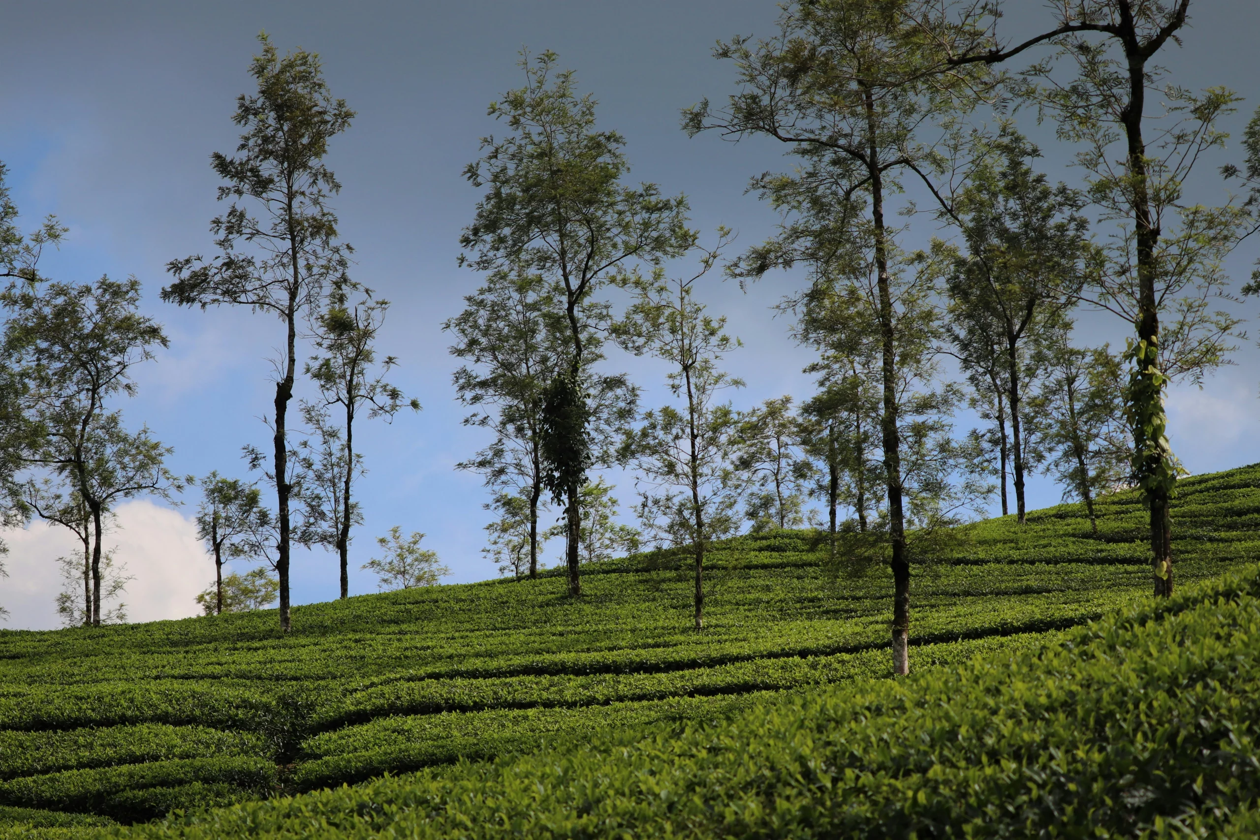 arunava-mondal-PMBhTVVBNzg-unsplash